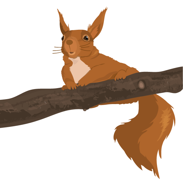 ilustracja wiewiórka